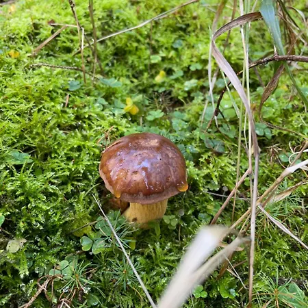 Haus Kreuzberg Mit Schlossblick Apartment *