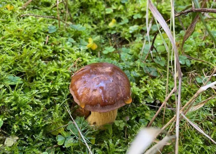 Haus Kreuzberg Mit Schlossblick Apartmán *